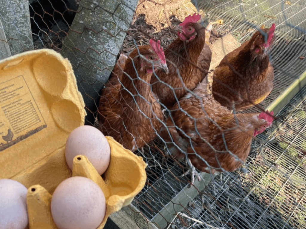 Three organic garden-reared chicken eggs from Top of the City Garden in Waterford, sitting in a reused yellow carton. In the background are the four hens who lay them.